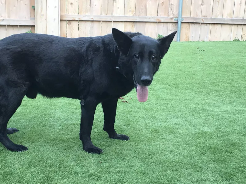 Chopper the Seal dog