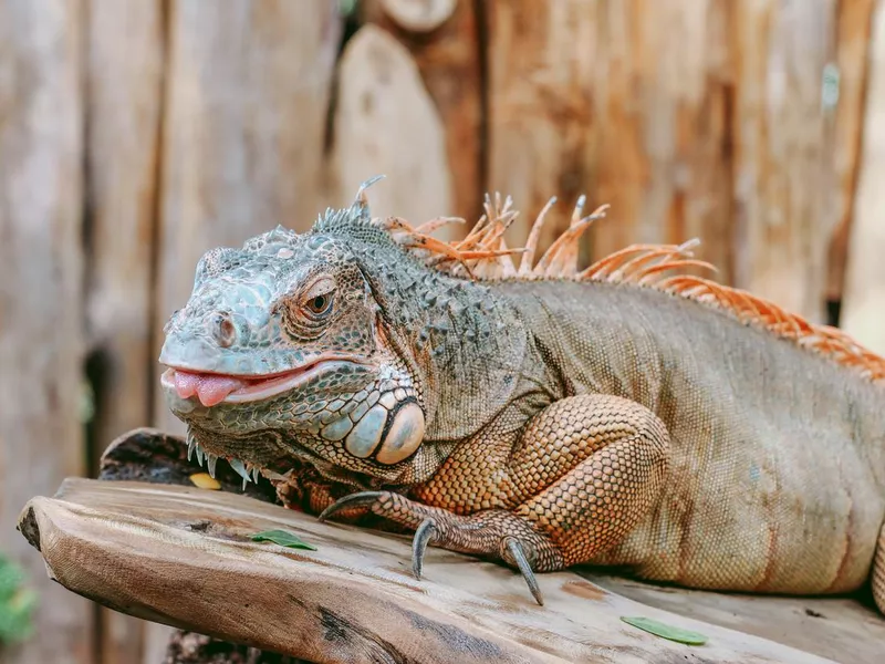 Closeup portrait of green American common iguana on a perch
