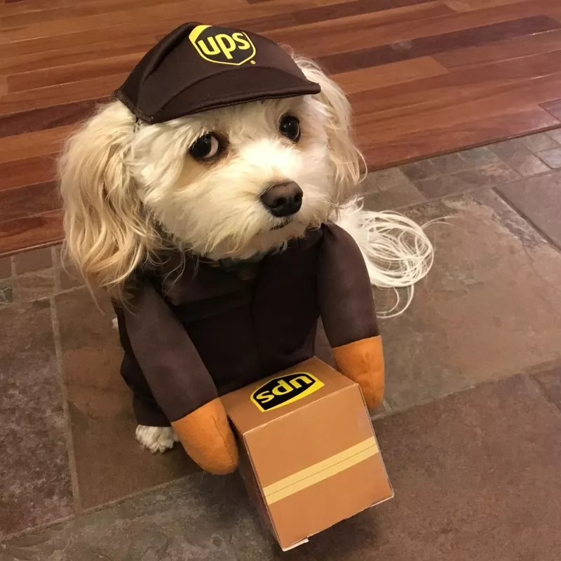 UPS Dog Costume