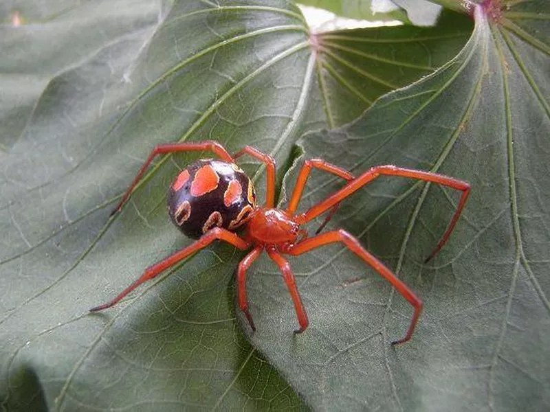 Red Widow Spider