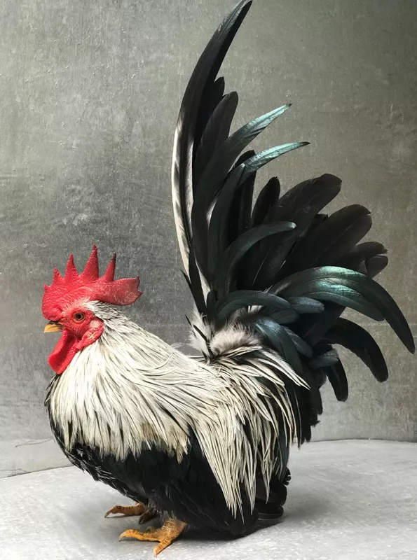 Champion Japanese Bantam breed