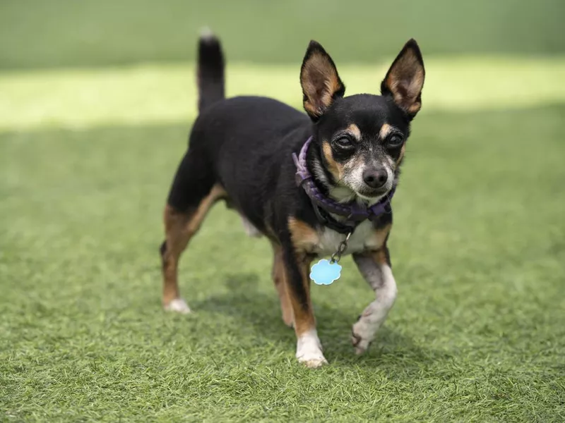 Miniature pinscher dog