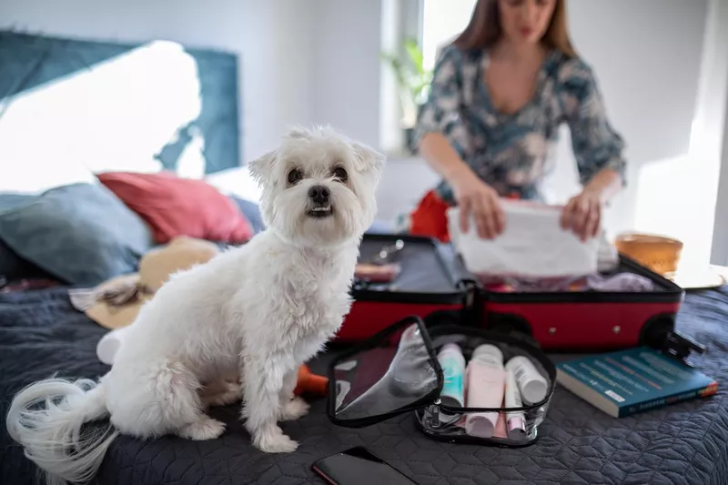 Dog preparing for vacation