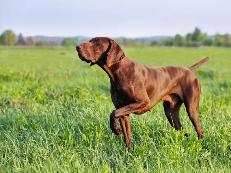 Brown German shorthaired pointer