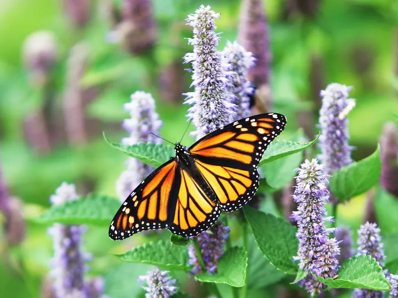 Monarch Butterfly (Danaus plexippus)