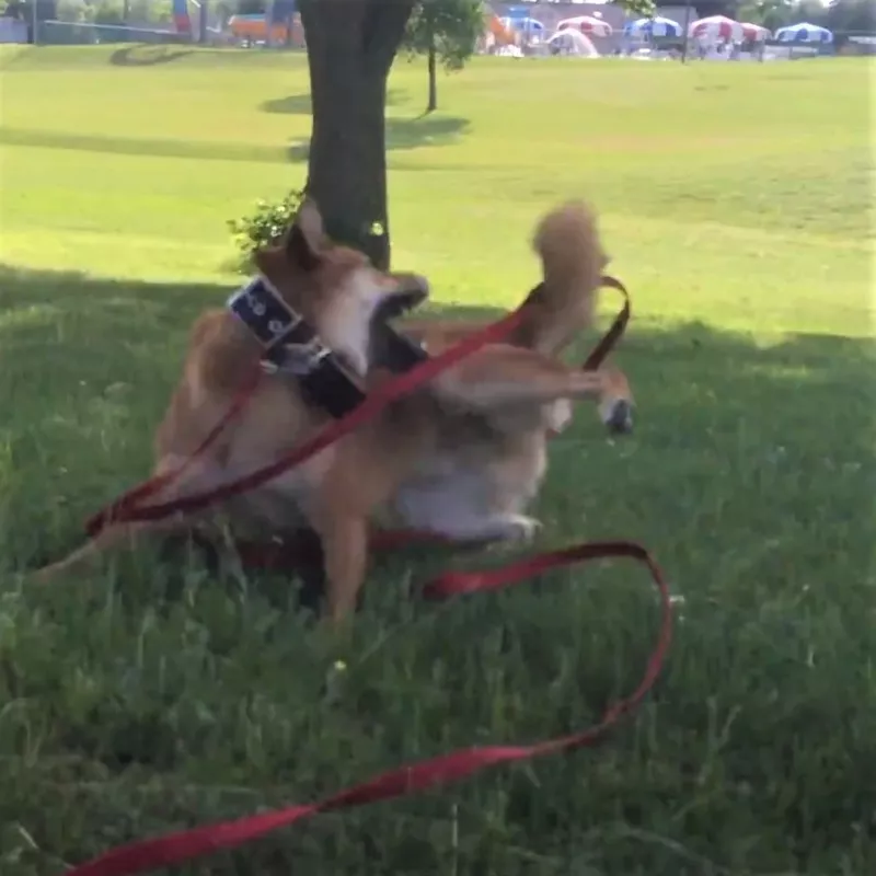 Shiba Inu chasing his tail