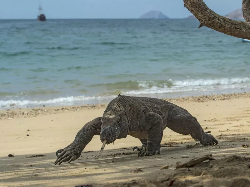 Wildlife shot of a Komodo Dragon (Varanus komodoensis)