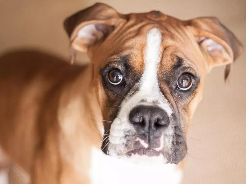 Boxer Puppy