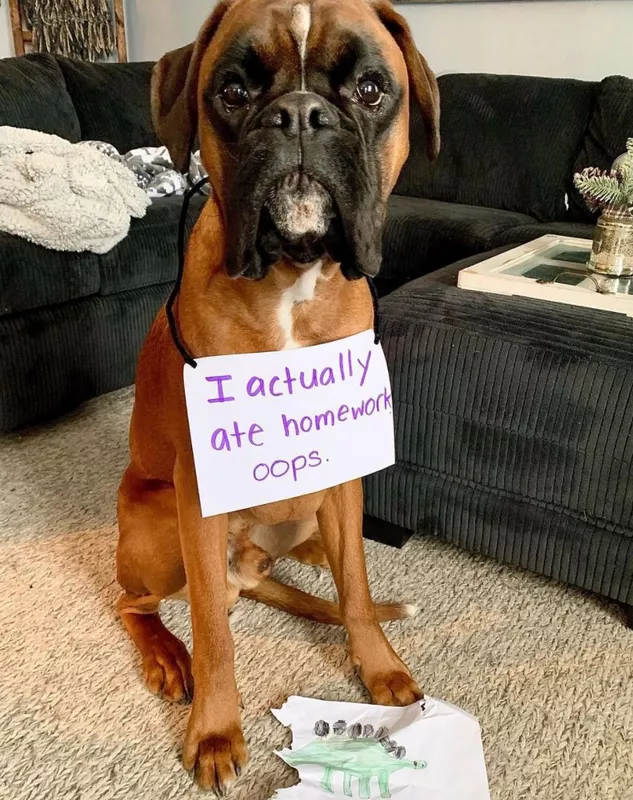 Dog ate homework
