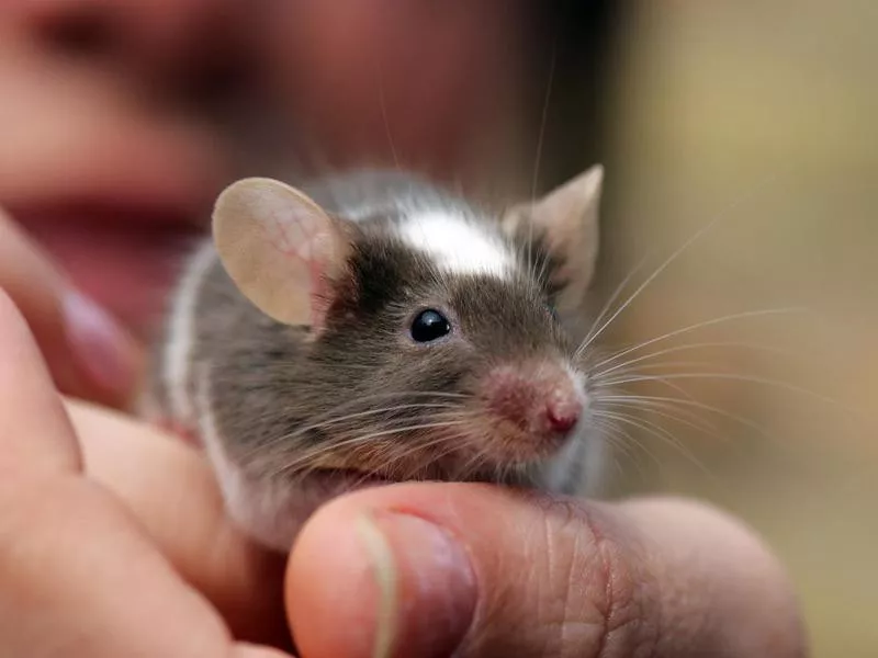 Mice