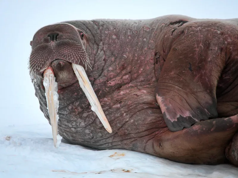 Walrus with long tusks, lying on a floating ice at Svalbard, Norway