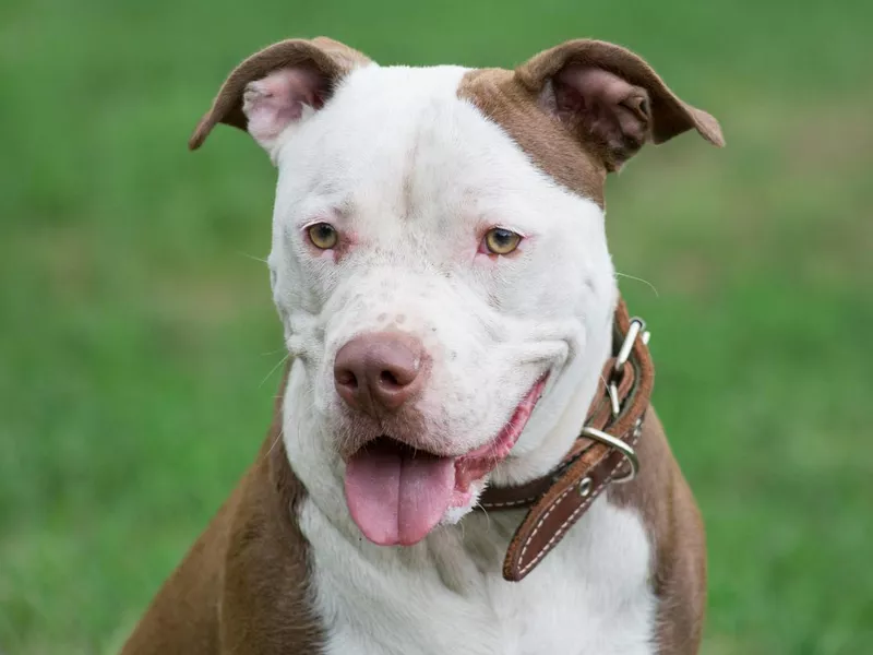 American pit bull terrier