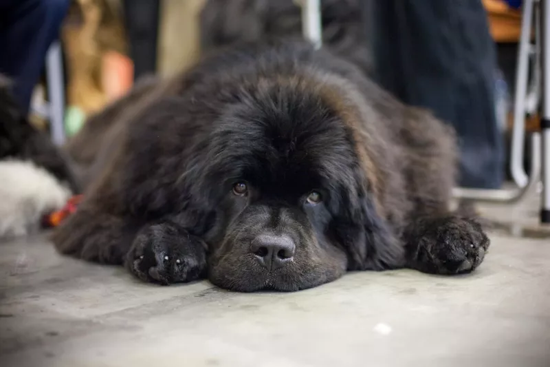 Newfoundland dog