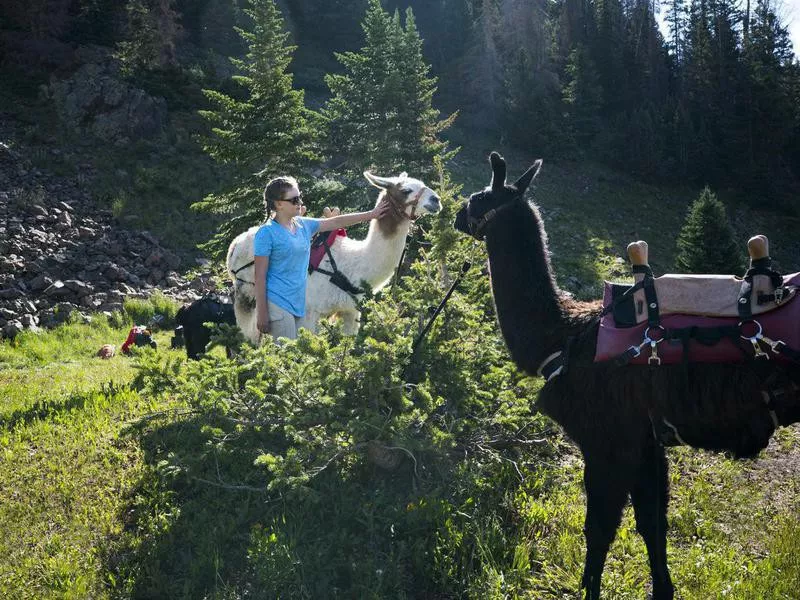 Teen girl pets llama