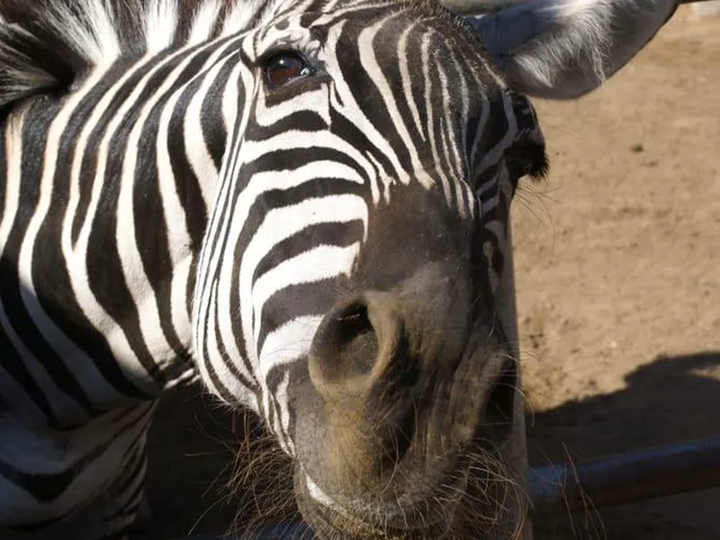 Zebra at Montebello Barnyard Zoo