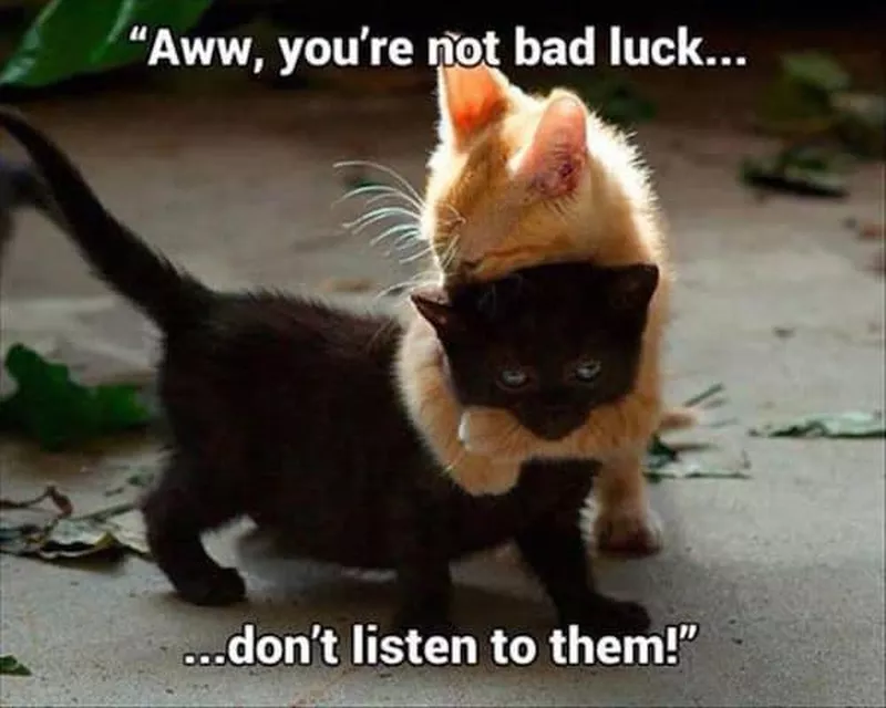 Black and orange kittens