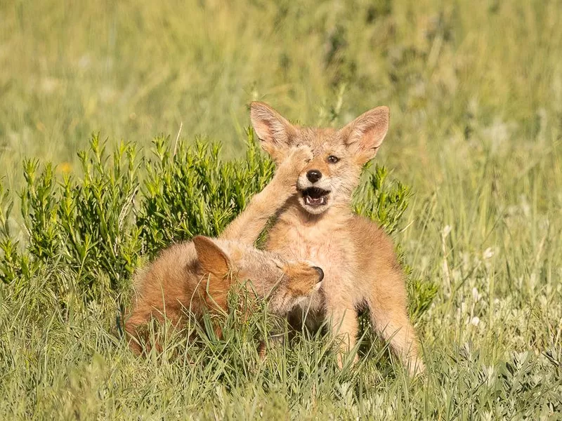 Coyote pups