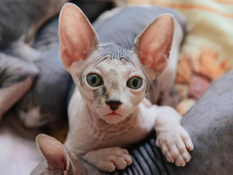 Sphynx