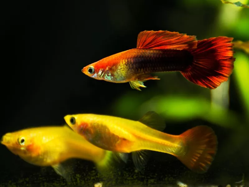 Guppys in freshwater aquarium