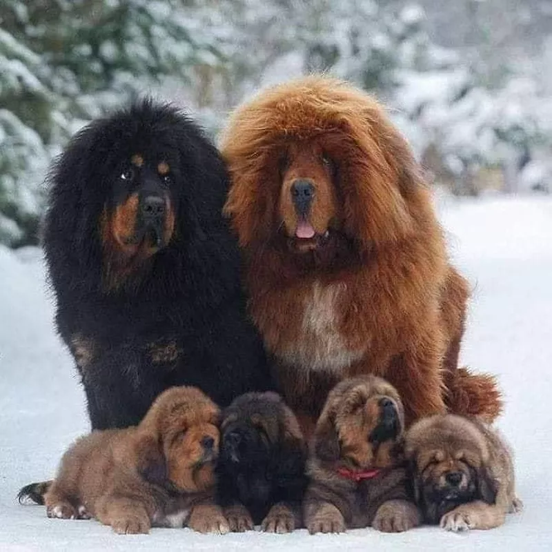 A Tibetan family