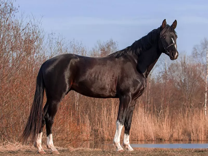 Trakehner