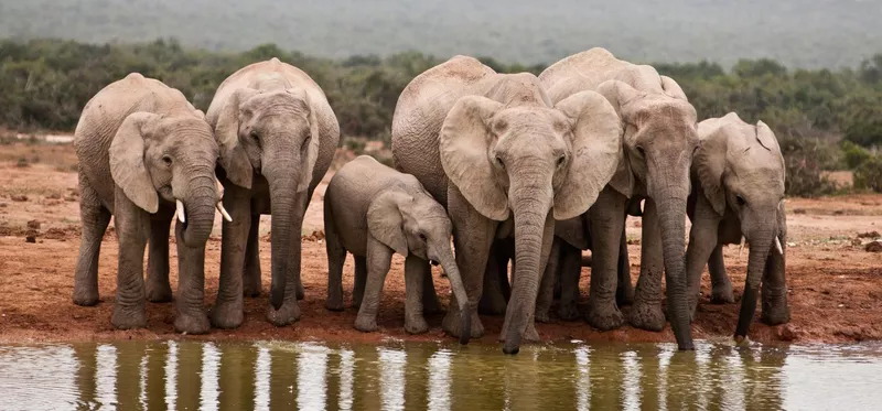 Elephant herd