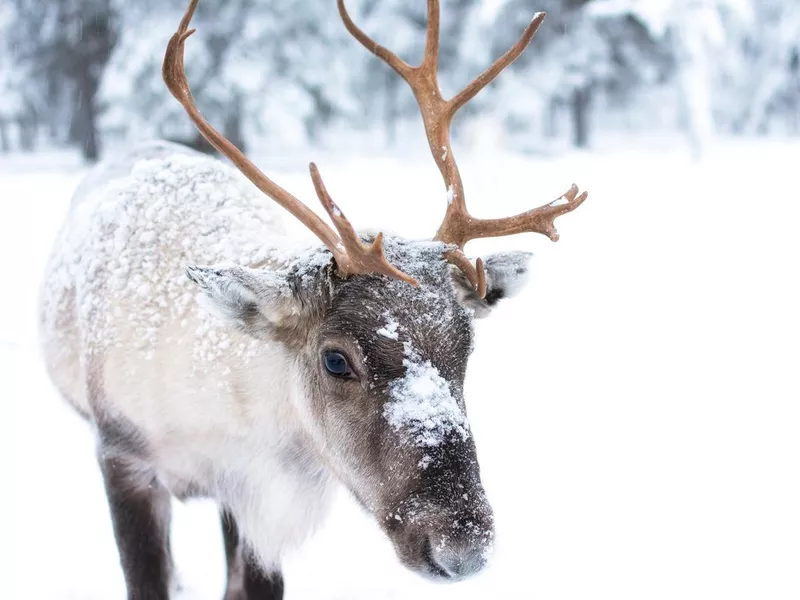 Cute Baby Reindeer