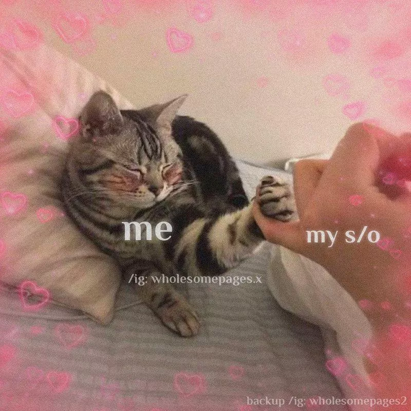 Cat holding a hand