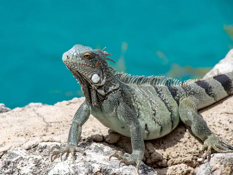Iguana on a wall by the sea