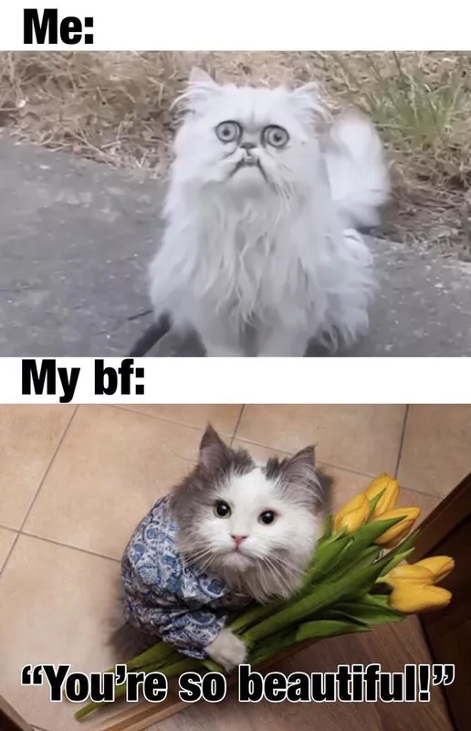 Ugly cat and handsome cat with flower bouquet