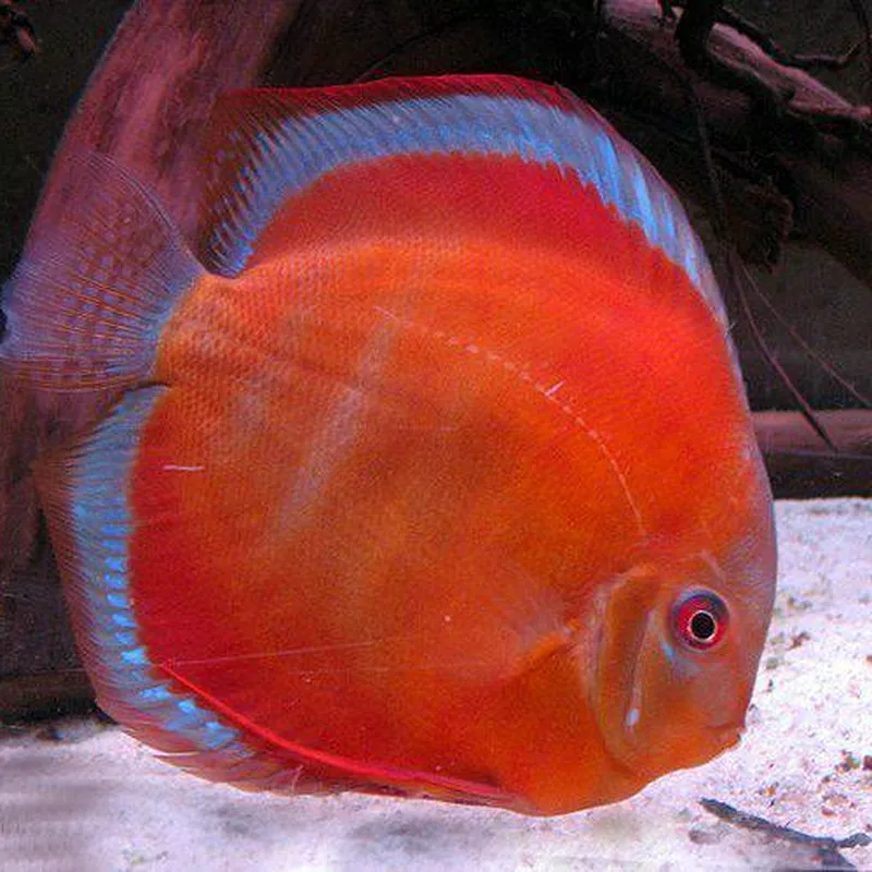 San Merah Discus Fish