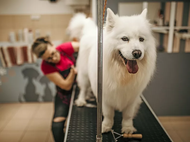 Cute white dog at grooming salon