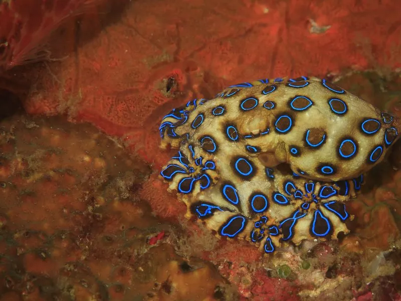 Blue-ringed octopus