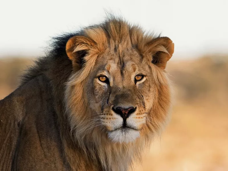 Lion portrait