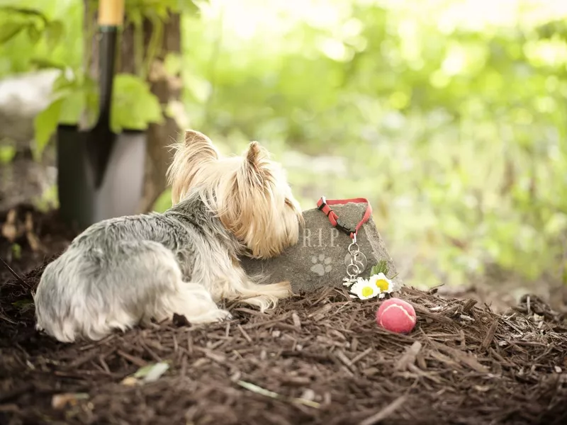 World Pet Memorial Day
