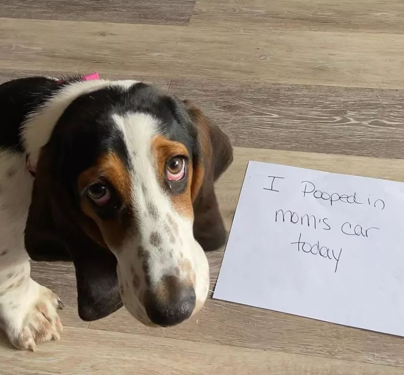 Sad dachshund