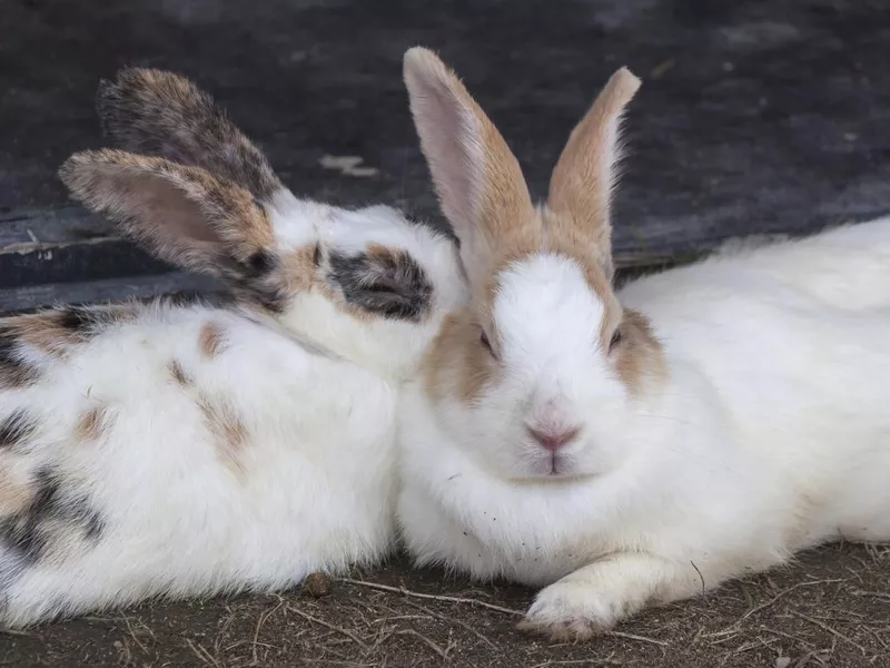 Cute white rabbits