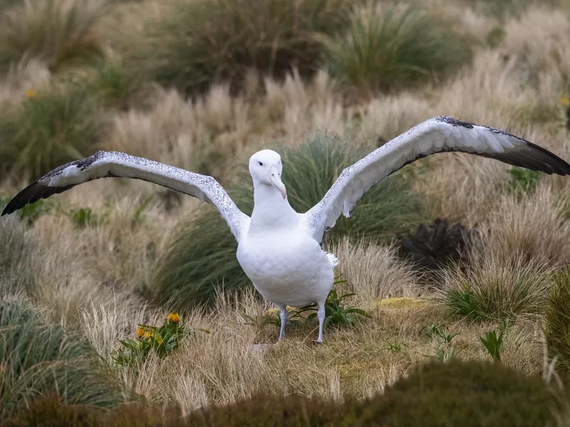 Southern Royal Albatross (Diomedea epomophora)