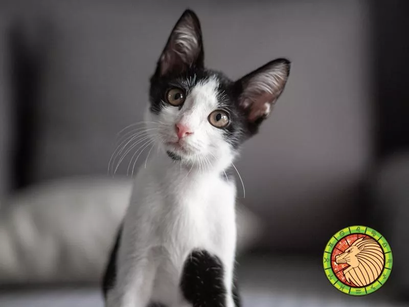 Kitten