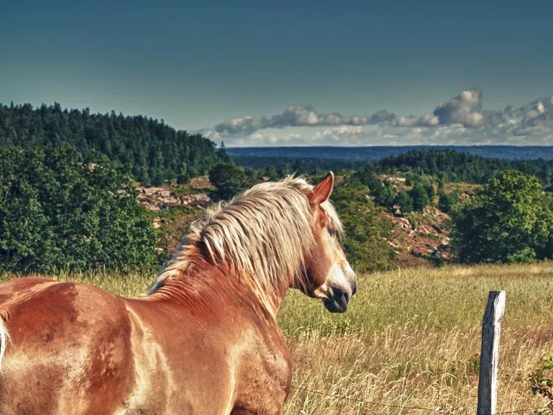 Ardennes Horse