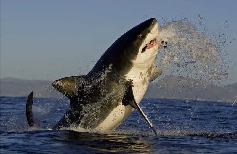 Great white shark jumping out ot the water