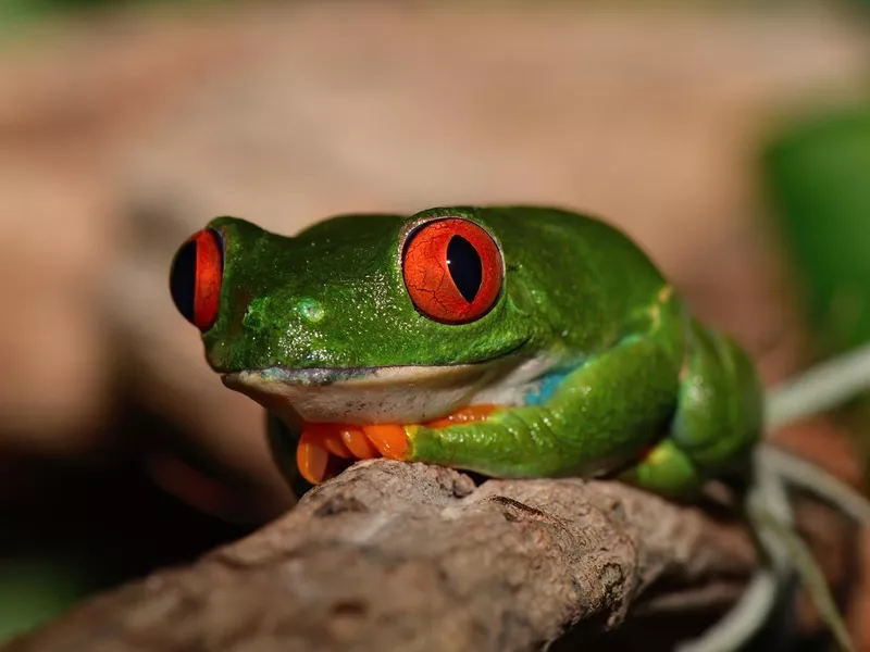 Red-eyed tree frog