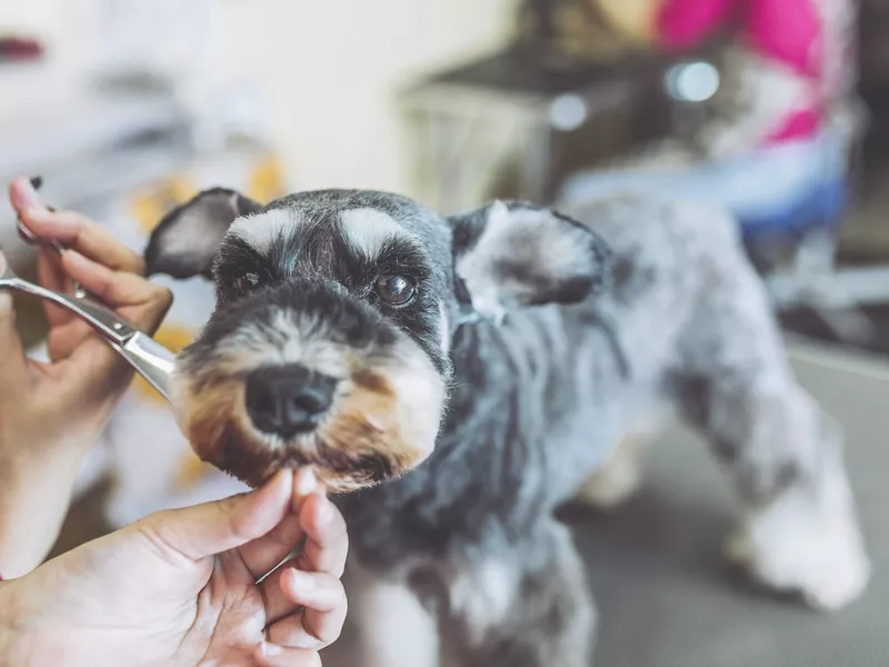 Miniature Schnauzer trimming
