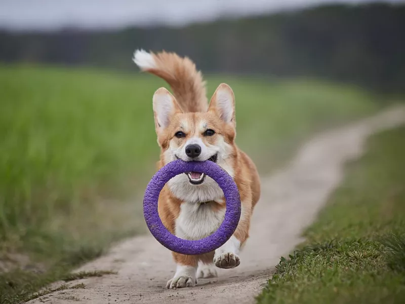 Happy corgi playing fetch