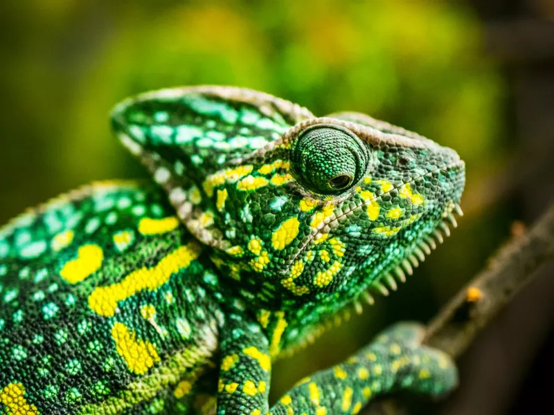 Chameleon