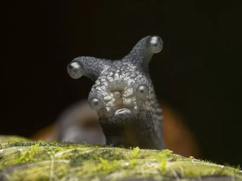 Snail