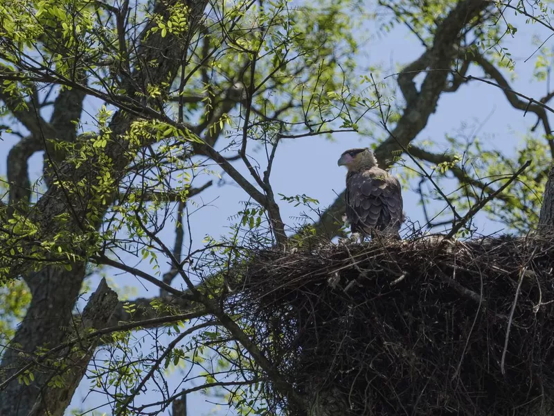 Young northern crested caracara (Caracara cheriway) on nest