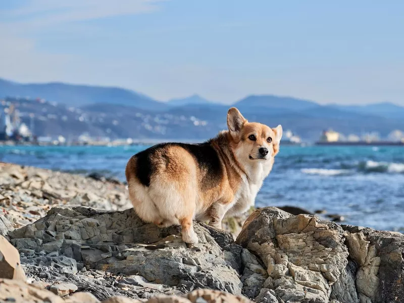 Pembroke Welsh Corgi tricolor walking on pebbly shore