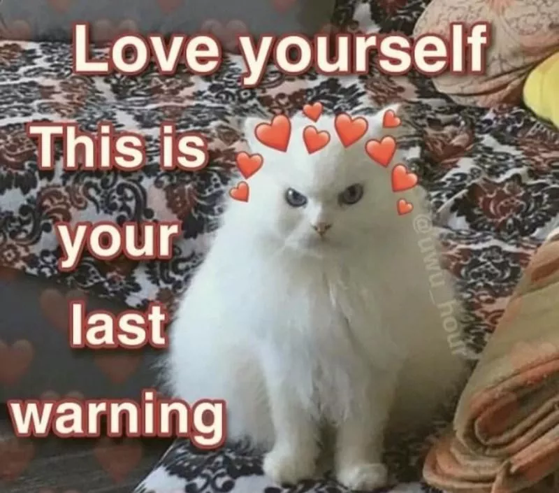 Angry cat