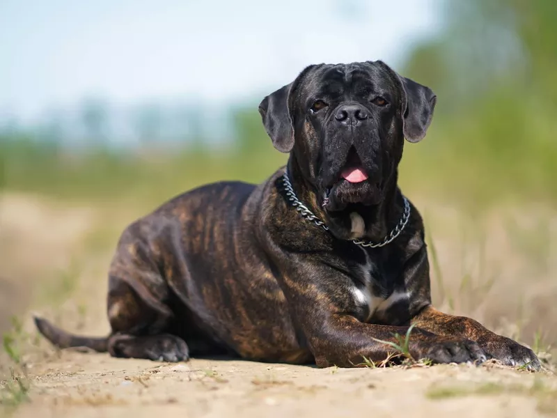 Brindle Cane Corso